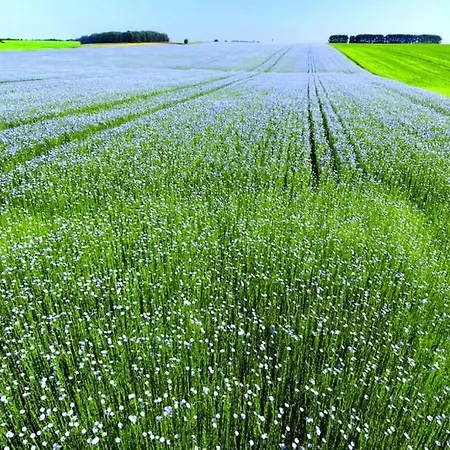 Blue In Normandie Ouville-l'Abbaye